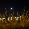 autumn moonlit night