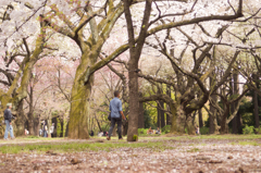 一面、桜