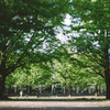 Autumn Green