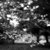 score of the leaves