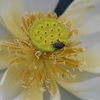 DSCF2918