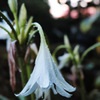 DP2Q0076