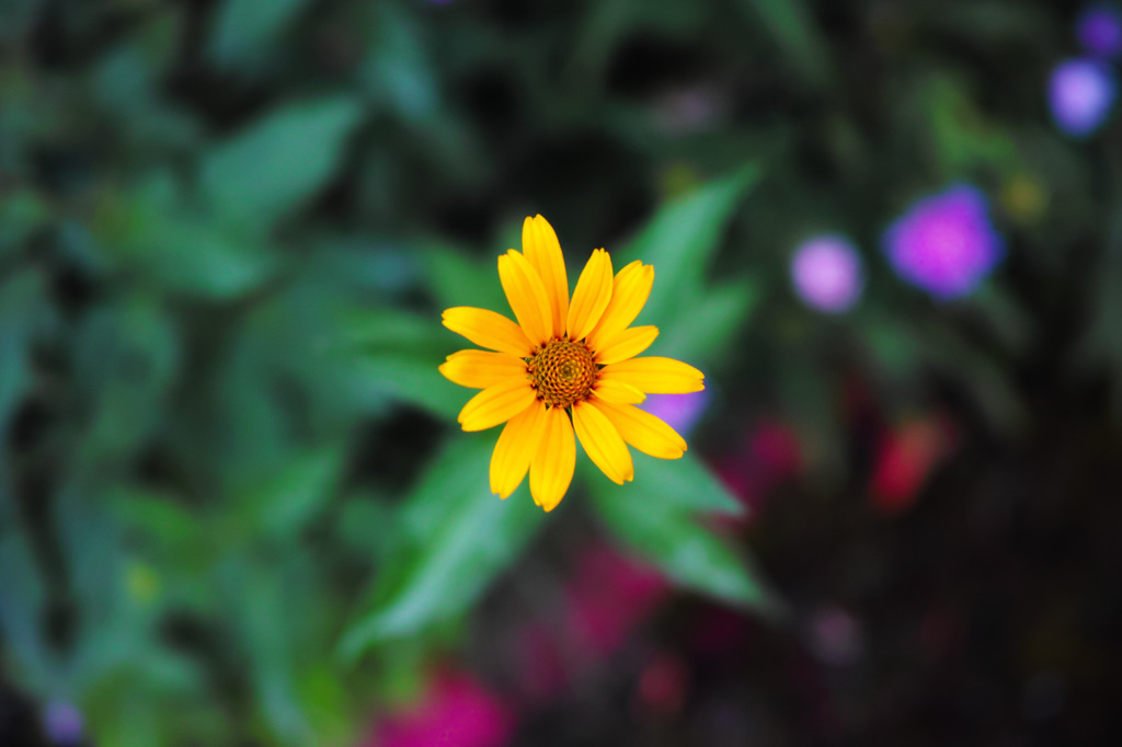 DP2Q0006