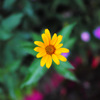 DP2Q0006