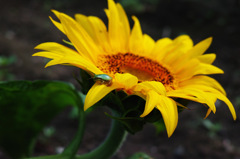 DP2Q0190