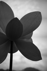DP2Q0103