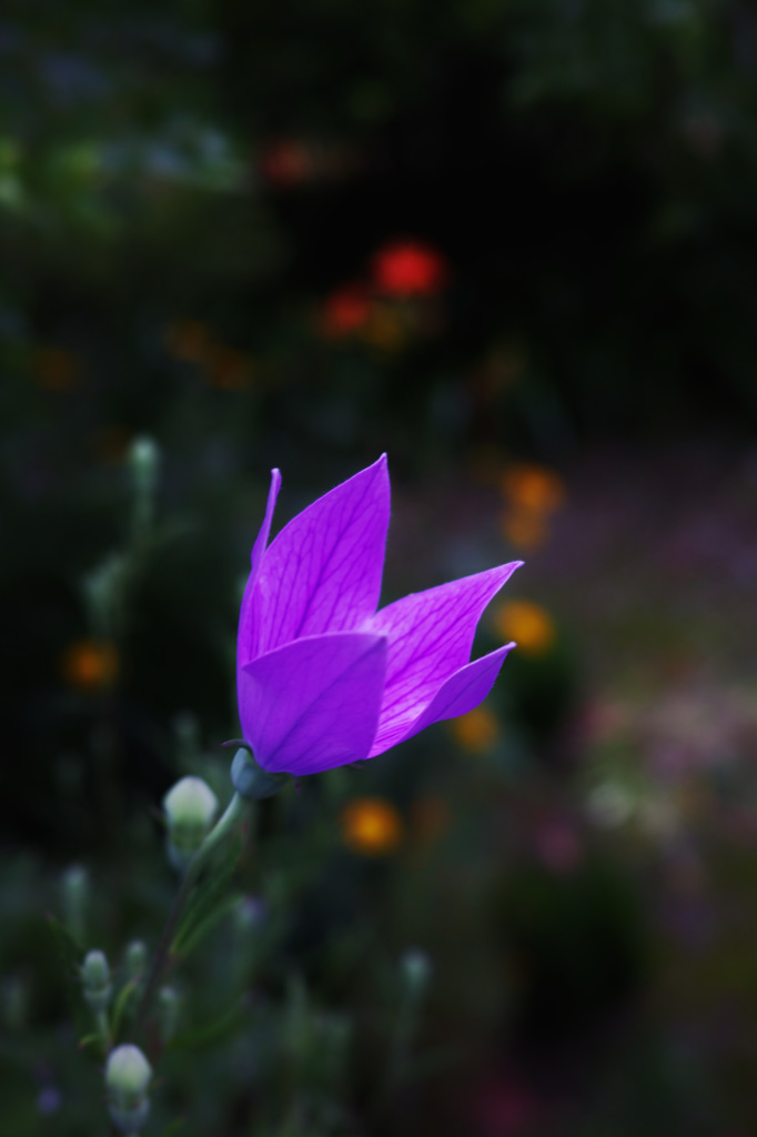 DP2Q0195