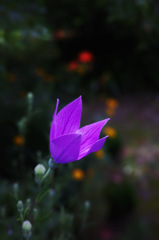 DP2Q0195