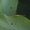 DSCF2941