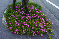 DP2Q0011