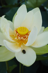 DP2Q0095