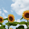 DP2Q0233
