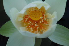 DP2Q0091