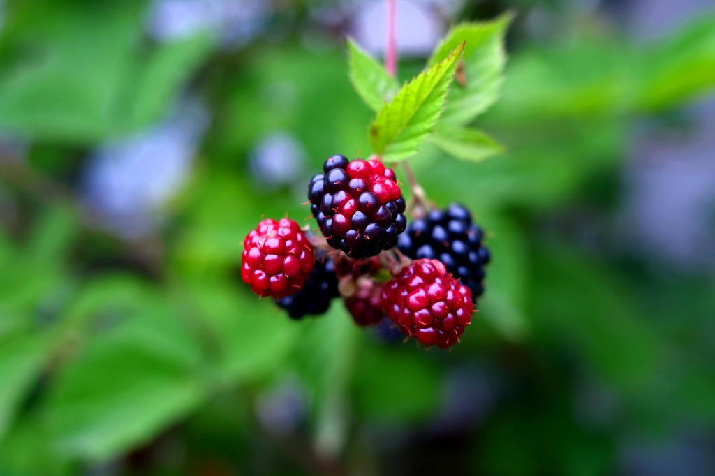DSCF2963