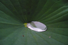 DP2Q0086