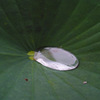 DP2Q0086