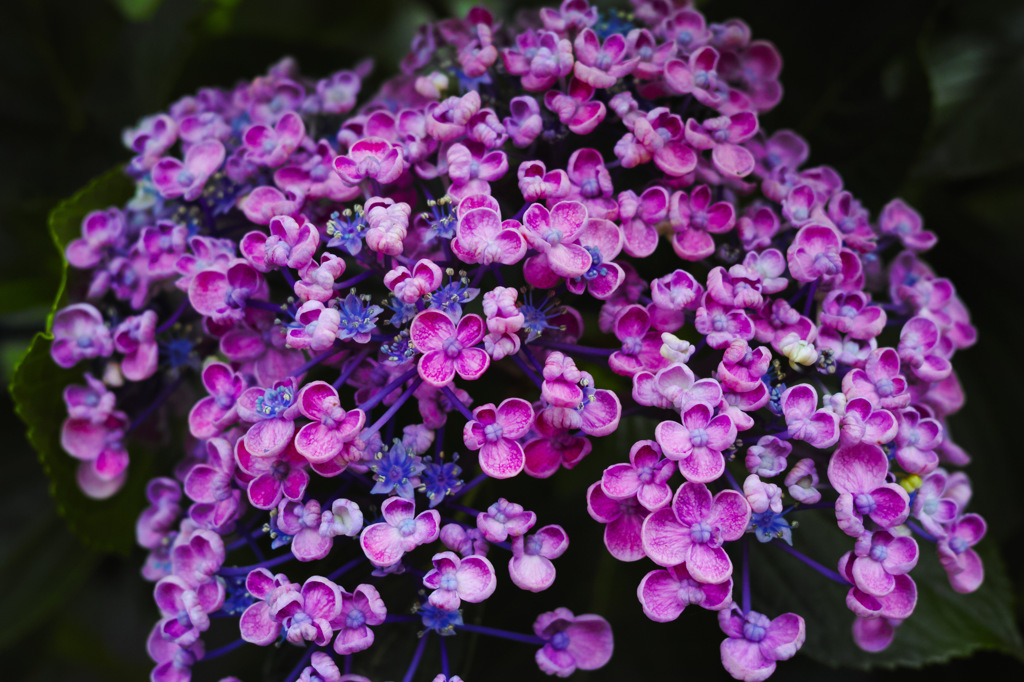 DP2Q0017