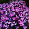 DP2Q0017