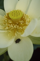 DSCF2938