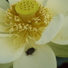 DSCF2938