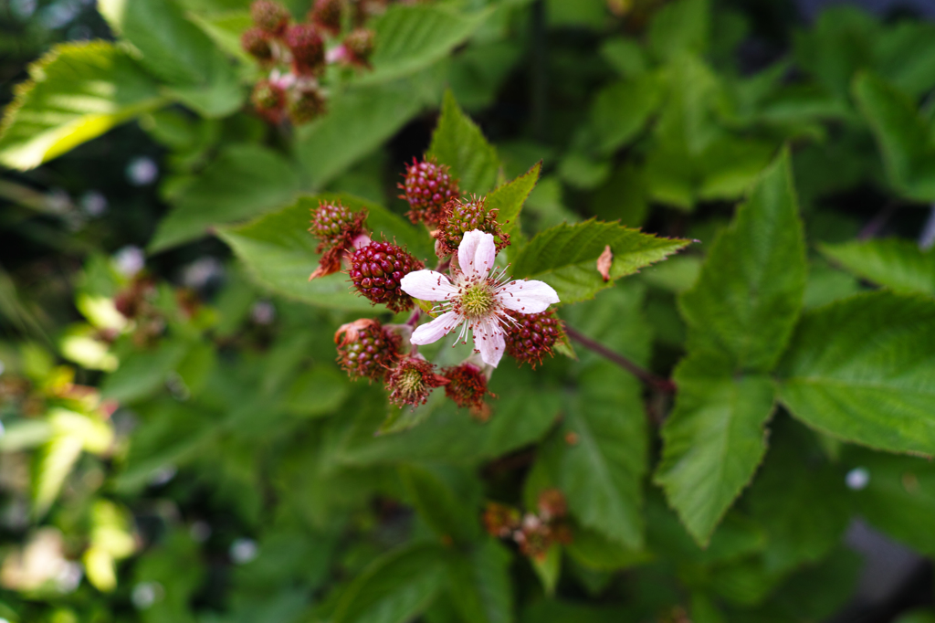 SDIM0284
