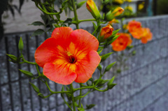 DP2Q0033