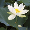 DSCF2933