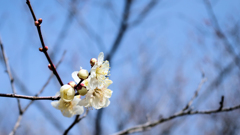 梅の花