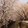 麻生川桜まつり。