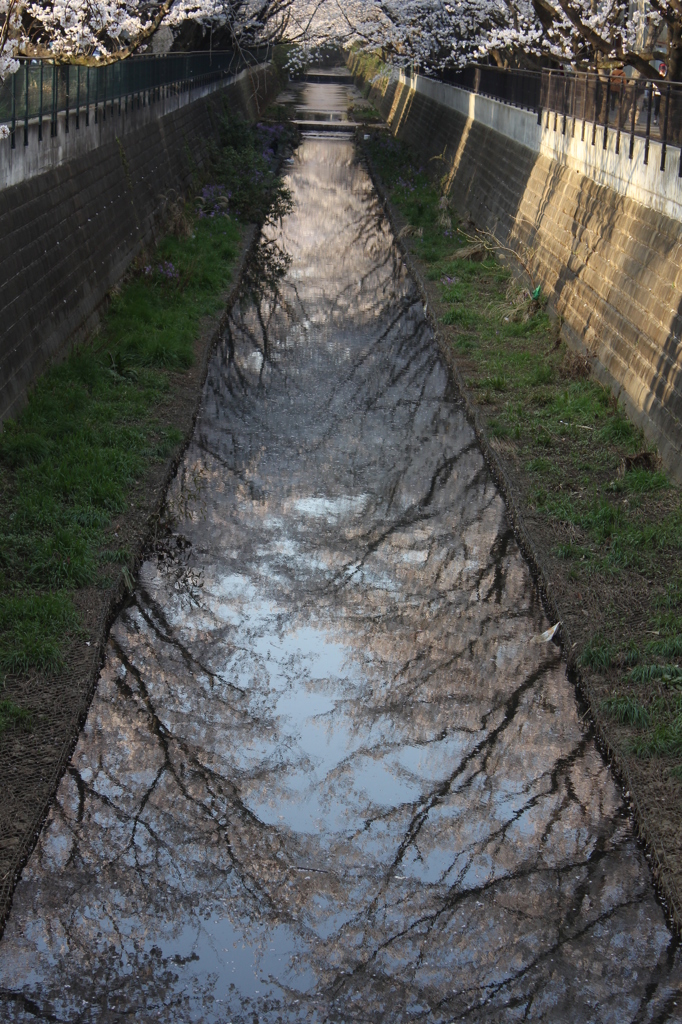 水面に映るspring