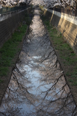 水面に映るspring