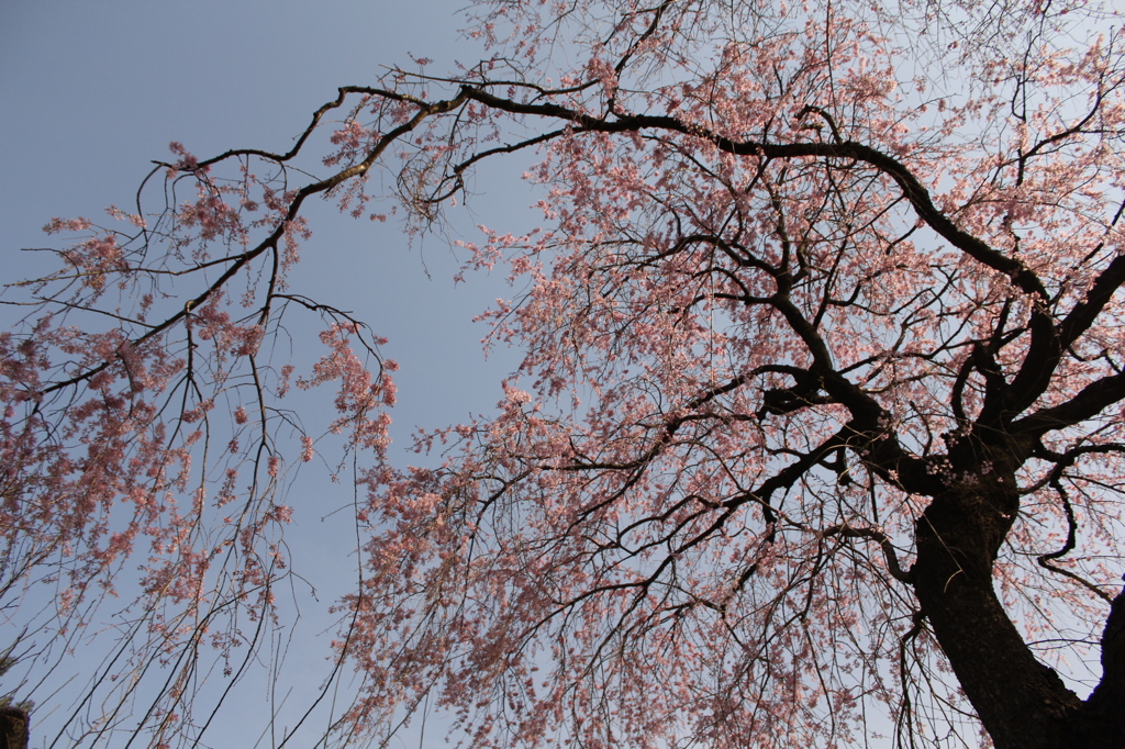 天から舞い降りて。
