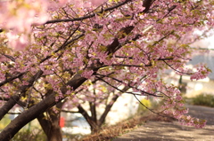 桜の小路。