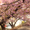 桜の小路。