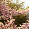 桜の舞。