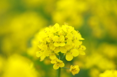 yellow flower♪