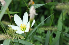 都会の花壇で、