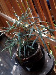 試し撮り・・・まさにスナップ