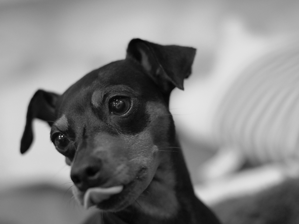 eldest daughter