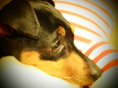 eldest daughter