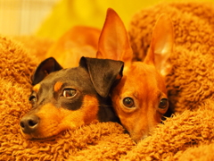 Sisters