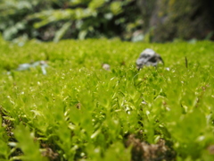 苔の杜