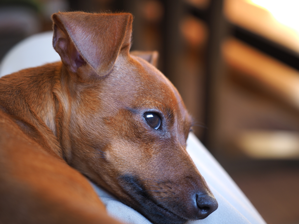 次女・・・まったり。