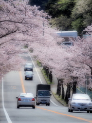 桜波木