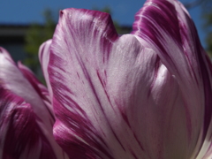 紫白菜・・・。