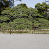 三百年の松
