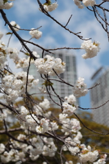 東京のさくら