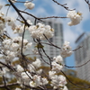 東京のさくら