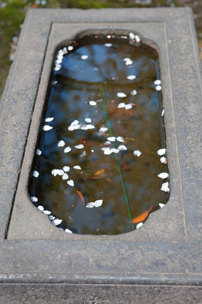 浮かぶ花びら