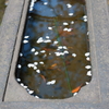 浮かぶ花びら
